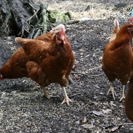 Ferienhof Wroge Wietzendorf Dış mekan fotoğraf