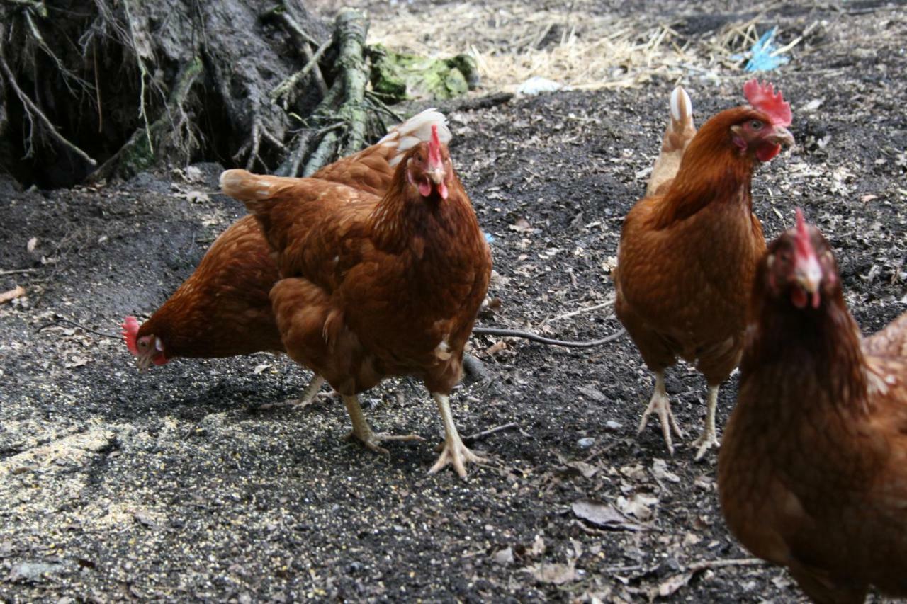 Ferienhof Wroge Wietzendorf Dış mekan fotoğraf